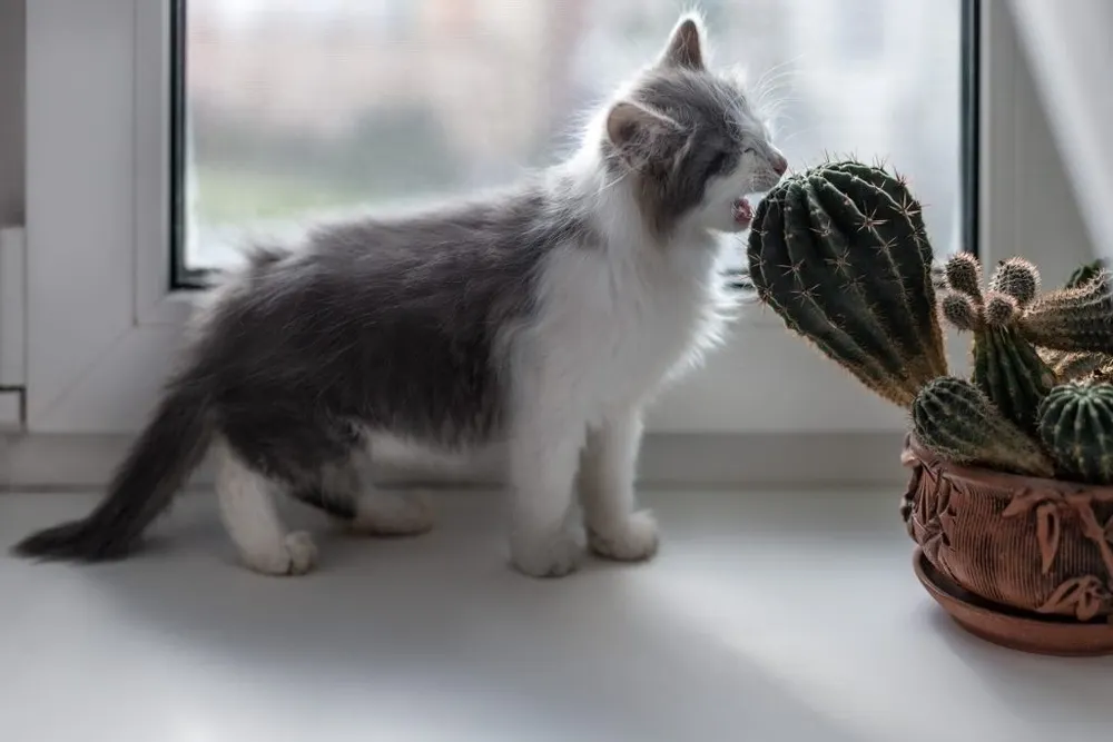A small cat standing on a windowsill, trying to bite a cactus with sharp spines.