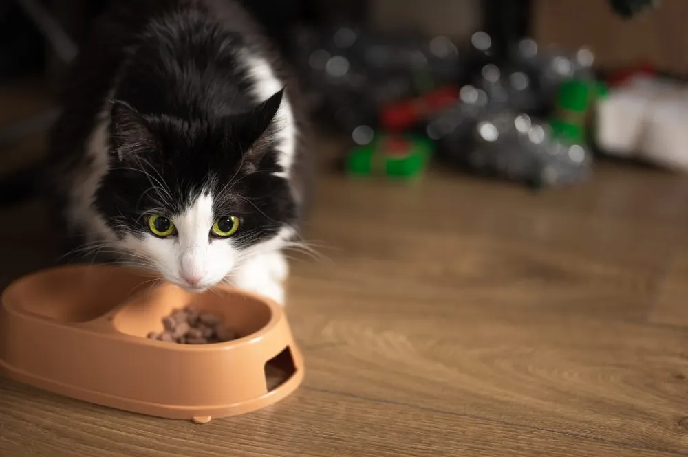 A cat standing with its head lowered over a bowl of dry food.