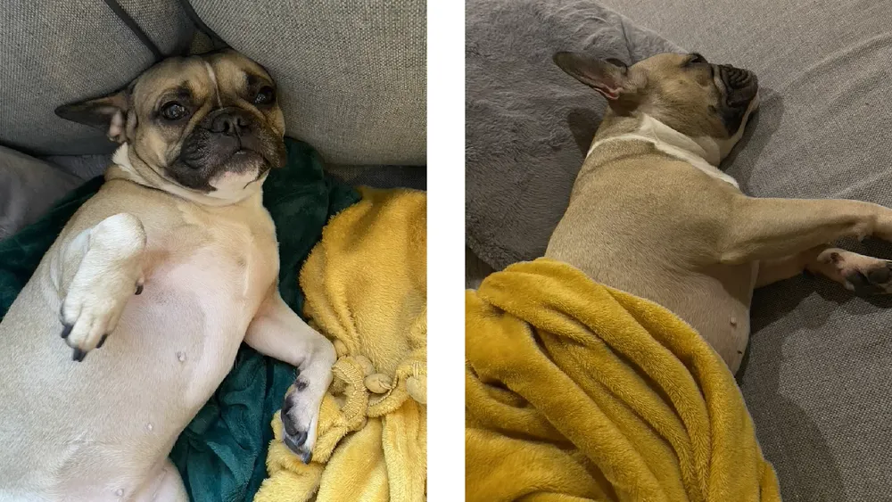 A dog lying on a blanket and a dog lying under the blanket.