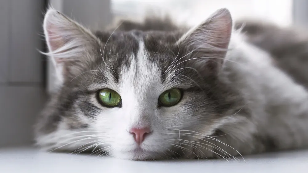 A fluffy cat with green eyes lying on the floor.