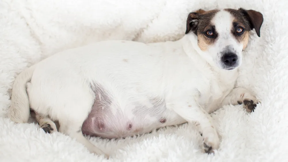 A white pregnant female dog lying on the side.