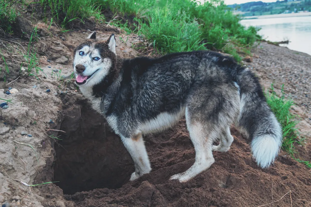 A dog smiling and standing over a hole it has dug in the ground.