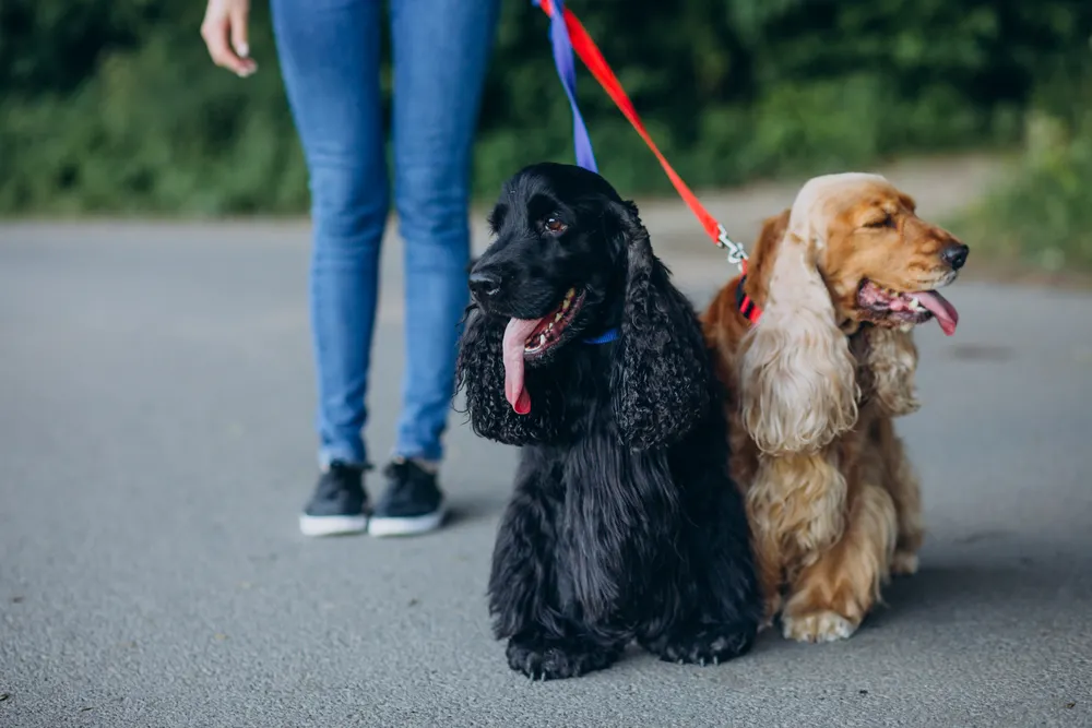 Kobieta trzyma na smyczy dwa cocker spaniele - czarnego i karmelowego.