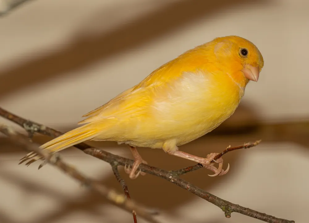 A canary sitting on a small branch.