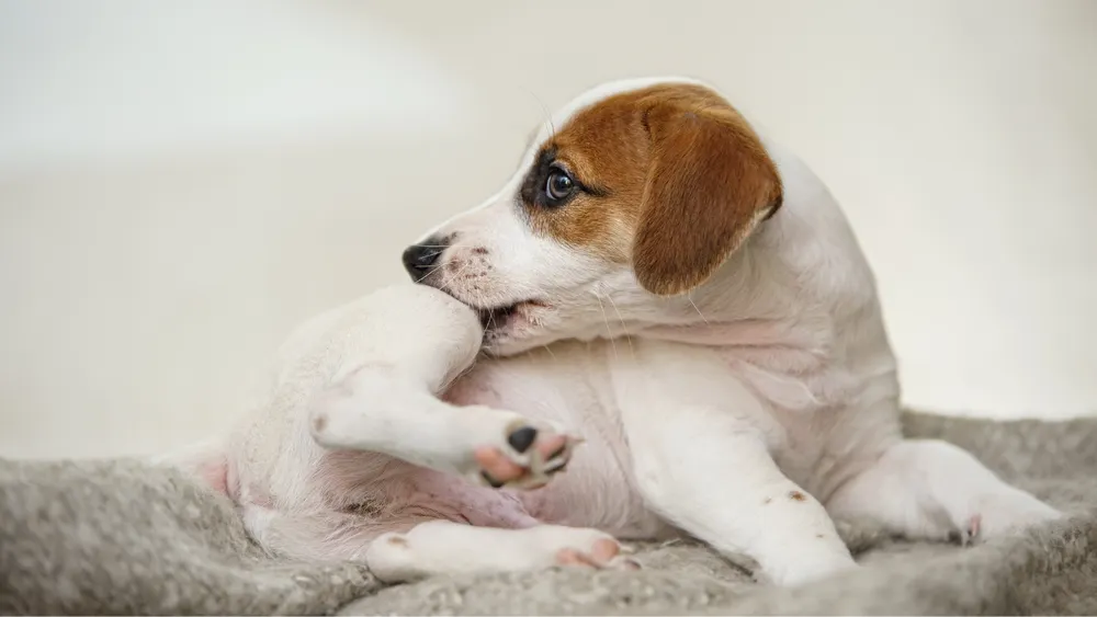 A dog biting its leg.
