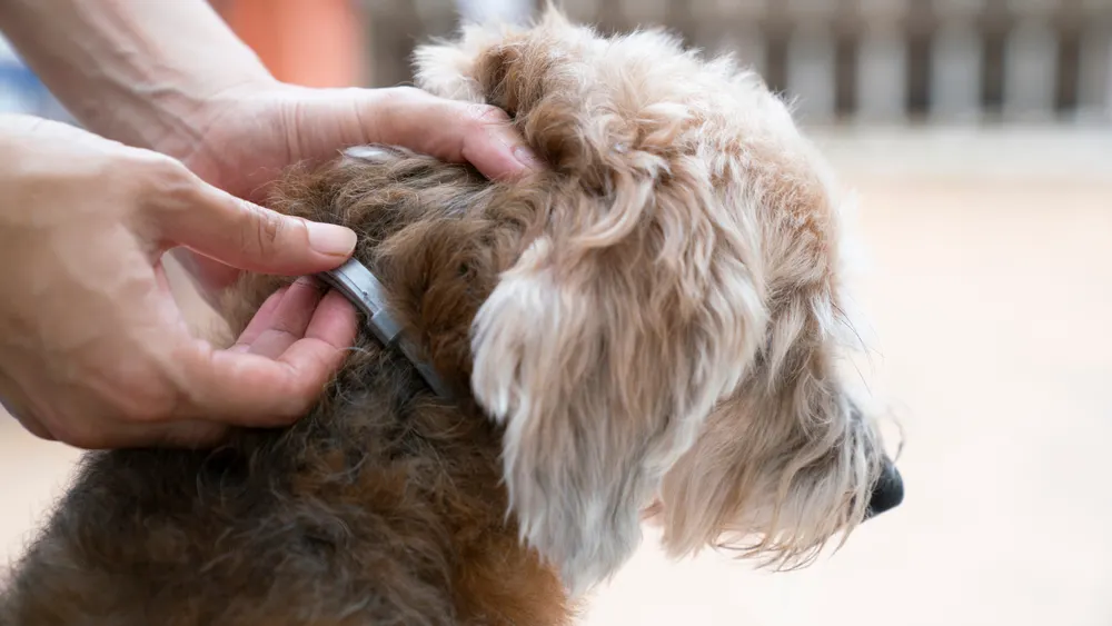 The owner checking the flea collar the dog is wearing.