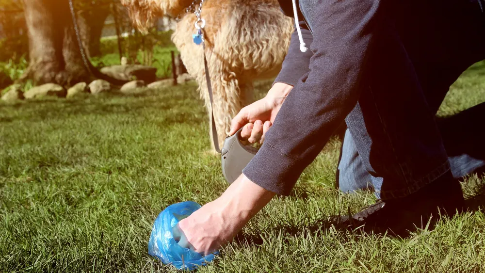 A pet owner cleaning up after their dog.