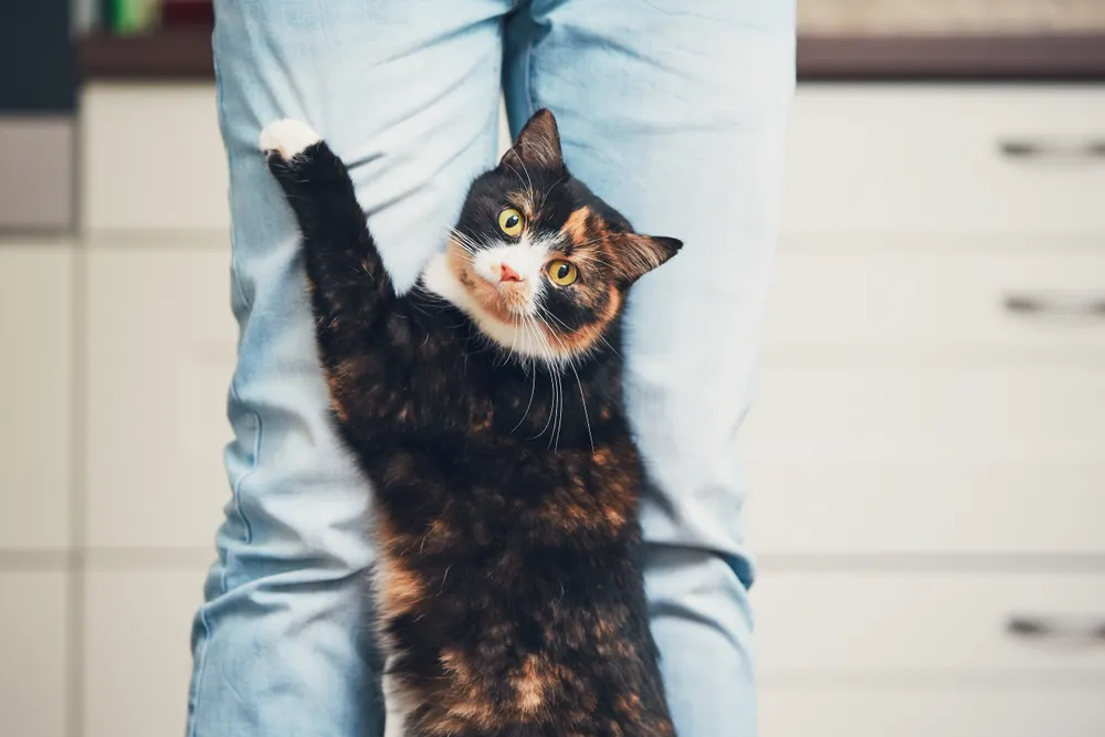 Cat holding on to owner's pants with its paw.