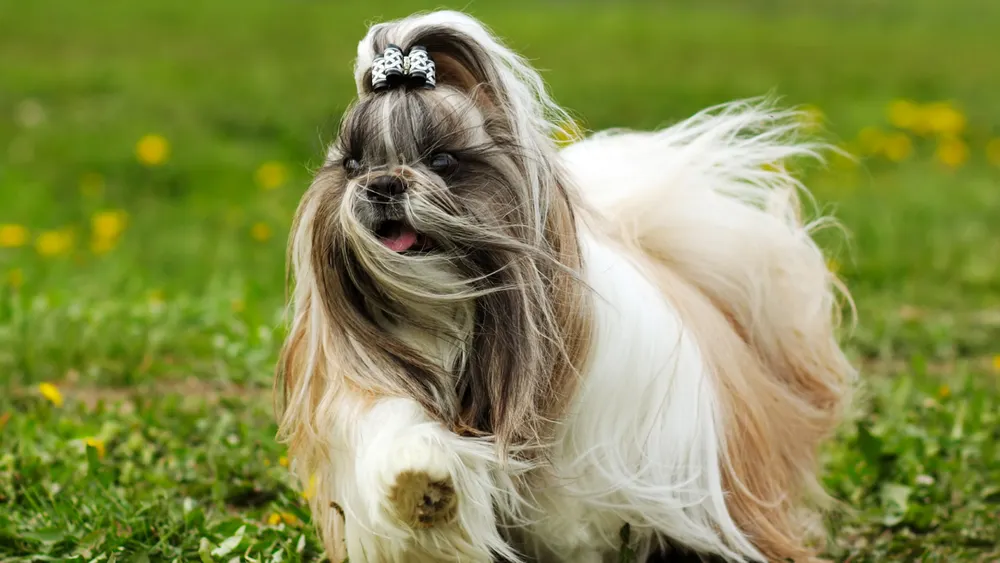 Pies rasy shih tzu z kokardką na głowie biegnie po trawie.