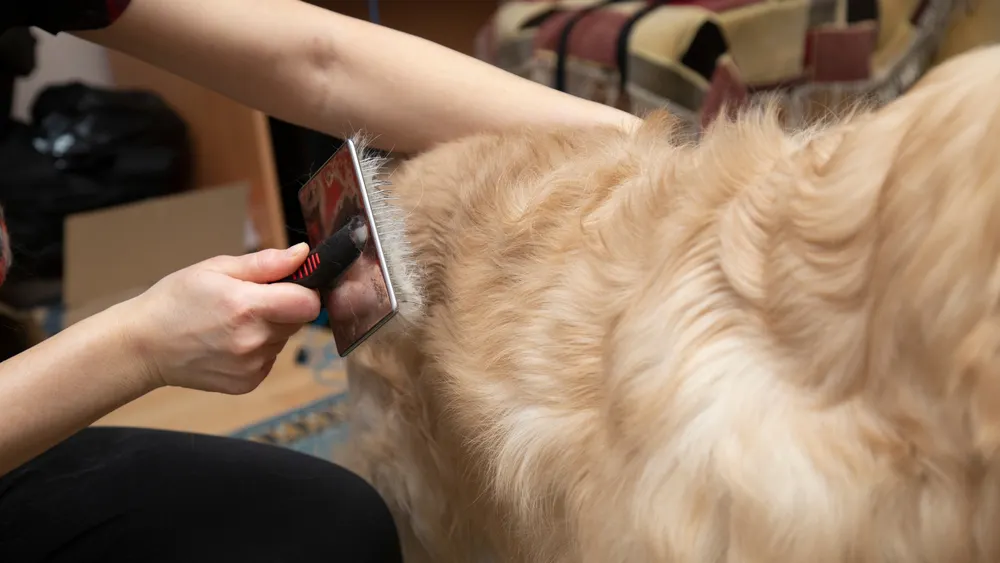 A woman combs the fur of a long-haired dog.