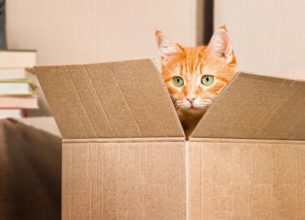 A ginger cat with green eyes sitting in an open cardboard box.