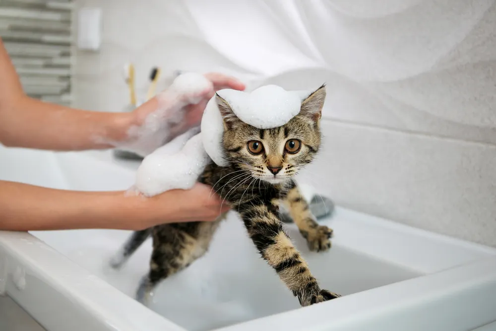 A cat owner washing their cat with foam in a sink.