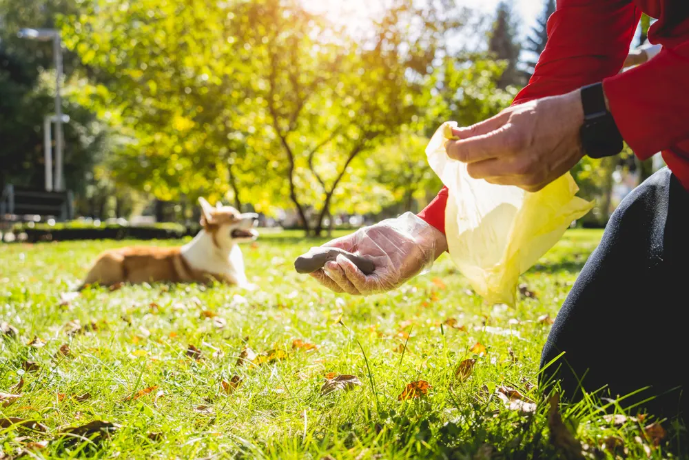 A man holding s dog excrement in his hand and packing it into a bag.