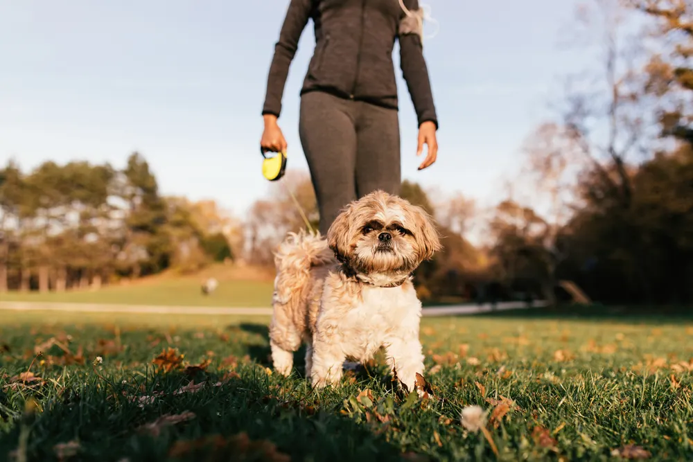 A dog being held on a leash by a woman in the park.