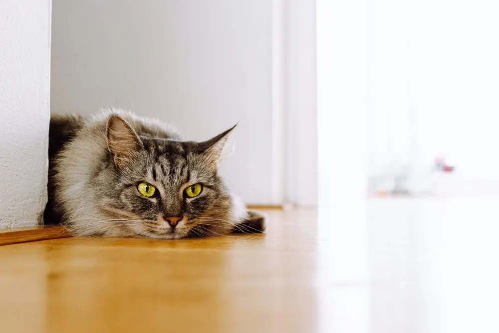 A cat lying on the floor in the doorway.