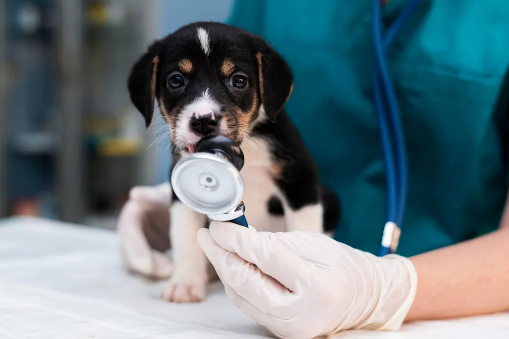 Vet Do In Work What Do Vets Do? Job Description and Duties