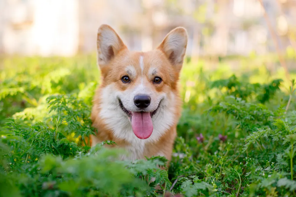 A cheerful dog sitting in the bushes.