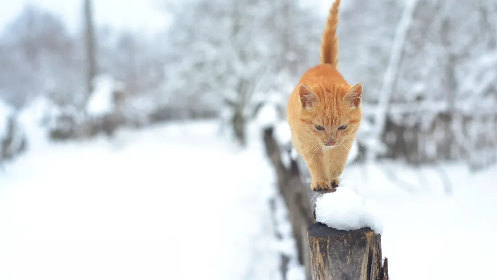 A ginger cat walking along a snow-covered fence.