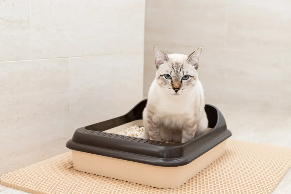 Cat Litter