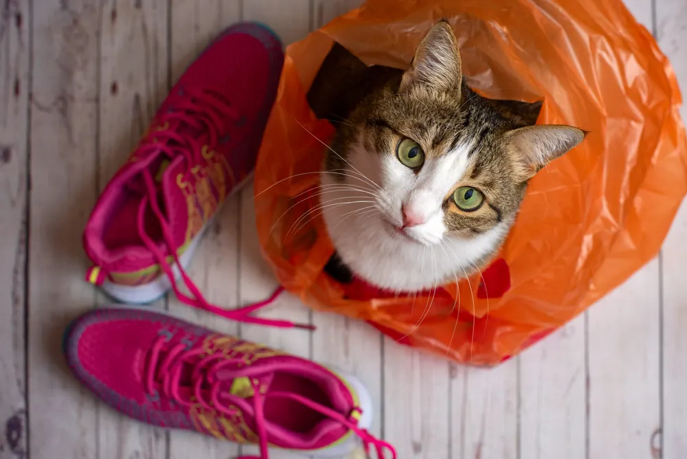 A cat sitting in a plastic bag and looking upwards.