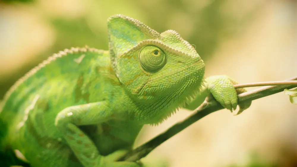 A green chameleon climbing up a branch.
