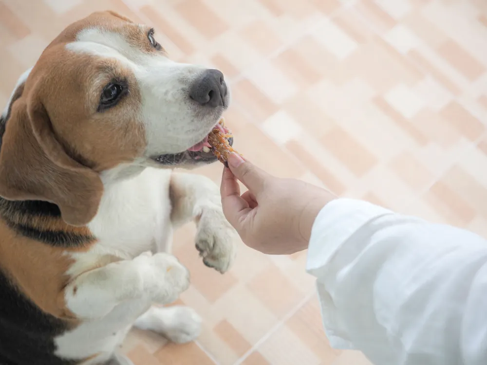 Właściciel daje psu rasy beagle kawałek mięsa.