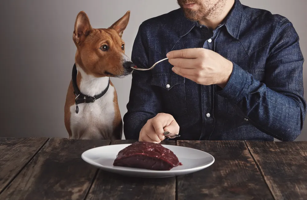 A dog smelling meat on a fork held by a man.