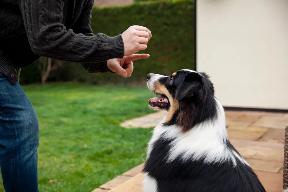 A dog is looking at the treat held by the owner.