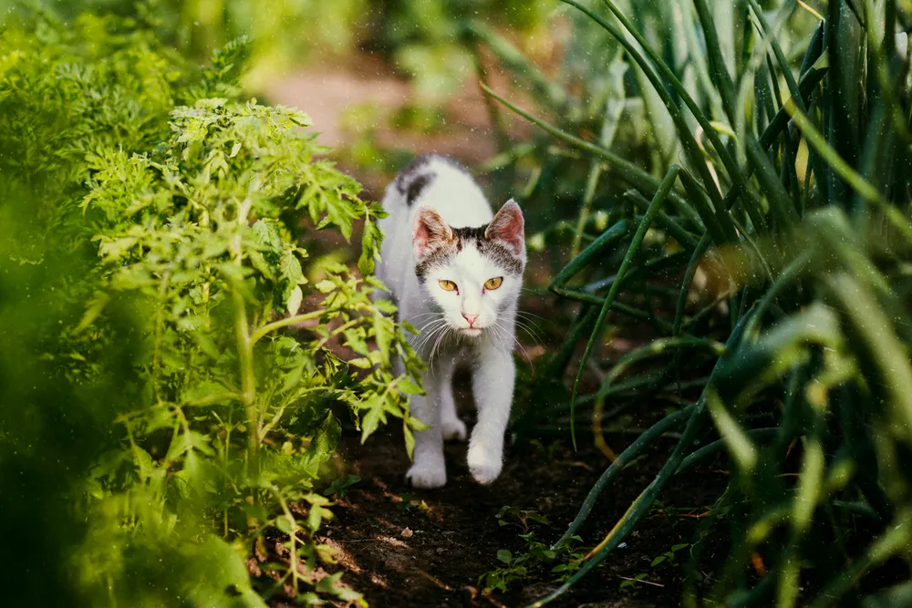 A cat walking along a path between the plants.