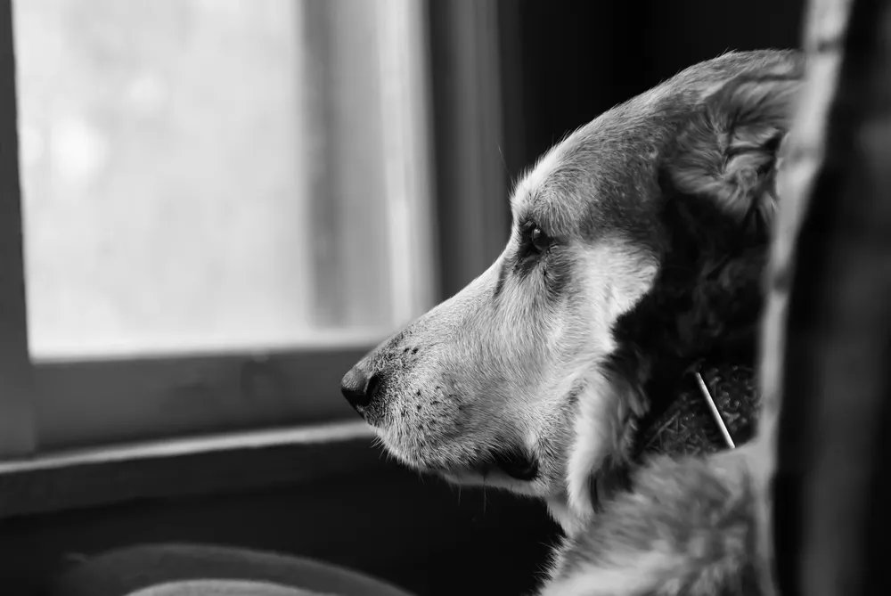 A large dog looking out the window.