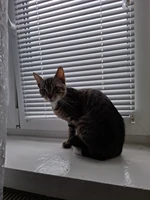 Opieka 