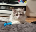 Petsitter