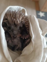 Cześć,bardzo chętnie zaopiekuje się twoim pupilem ❤️