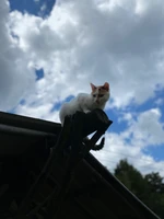 Zaopiekuje się Twoim zwierzakiem 