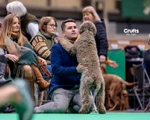 Behawiorysta, Trener, Petsitter