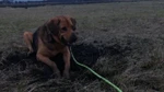 Chętnie zajme się twoim pupilem kocham zwierzęta