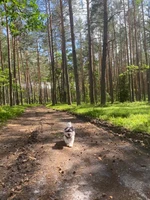 Opiekunka dla psów 